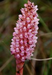 Disa fragrans subsp. fragrans