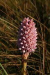 Disa fragrans subsp. fragrans