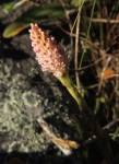 Disa fragrans subsp. fragrans