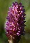 Disa fragrans subsp. fragrans