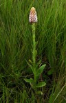 Disa fragrans subsp. fragrans