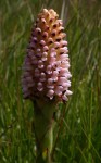 Disa fragrans subsp. fragrans