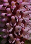 Disa fragrans subsp. fragrans