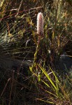 Disa fragrans subsp. fragrans