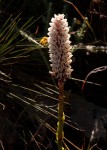 Disa fragrans subsp. fragrans