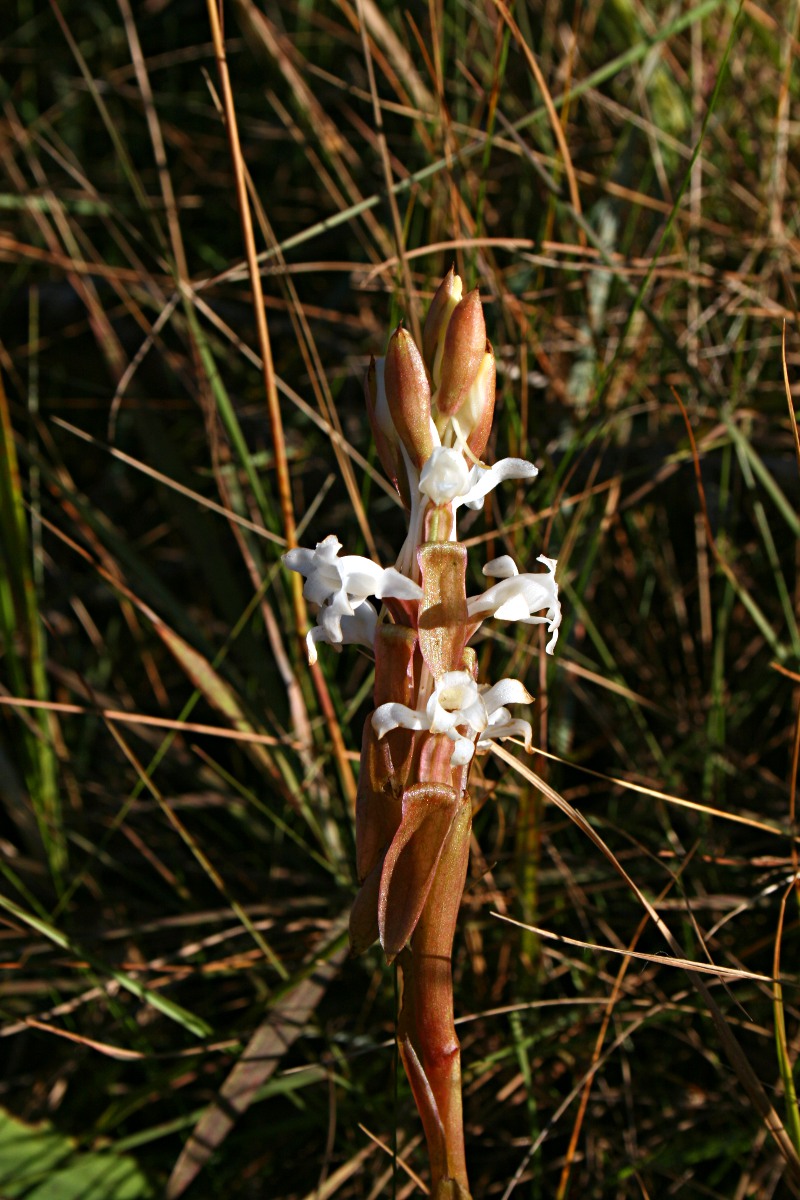 Satyrium longicauda