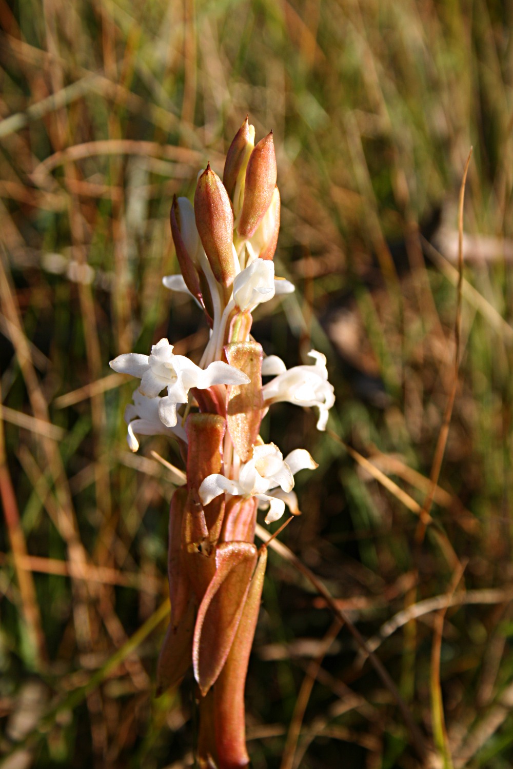 Satyrium longicauda