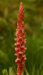 Satyrium neglectum var. neglectum