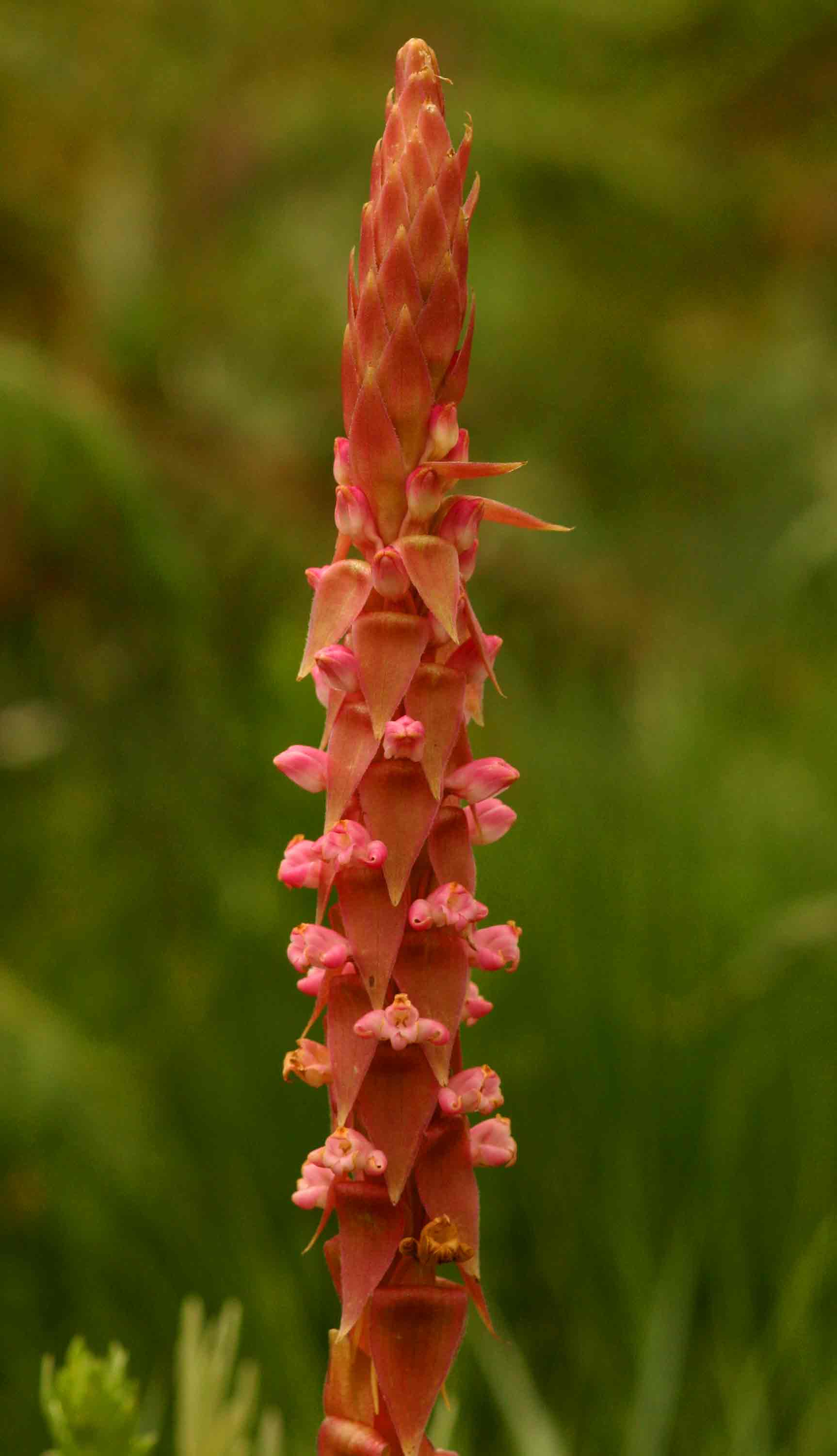 Satyrium neglectum var. neglectum