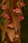 Satyrium neglectum var. neglectum