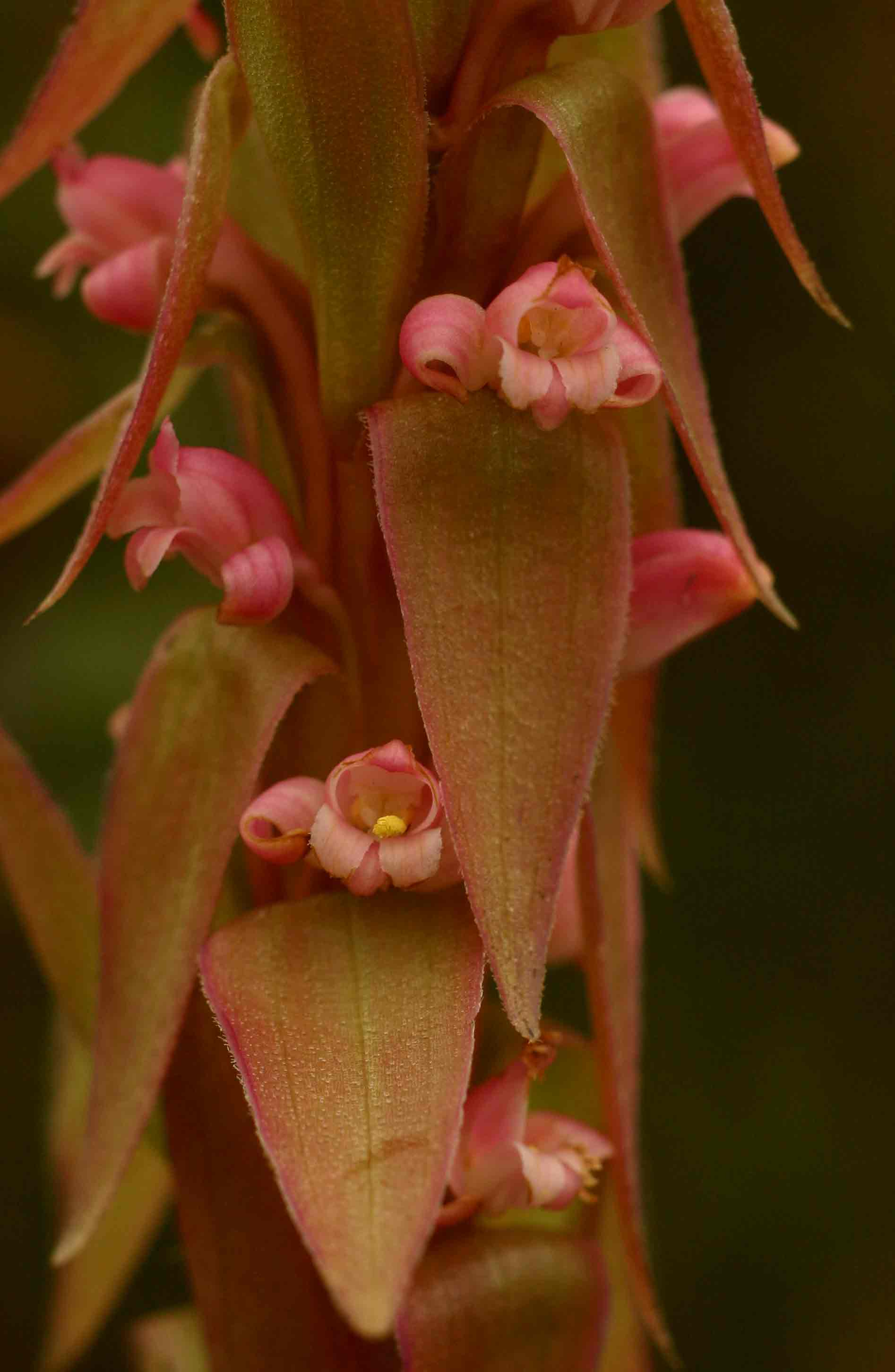 Satyrium neglectum var. neglectum