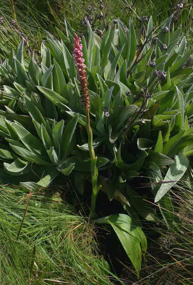 Satyrium neglectum var. neglectum