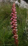 Satyrium neglectum var. neglectum