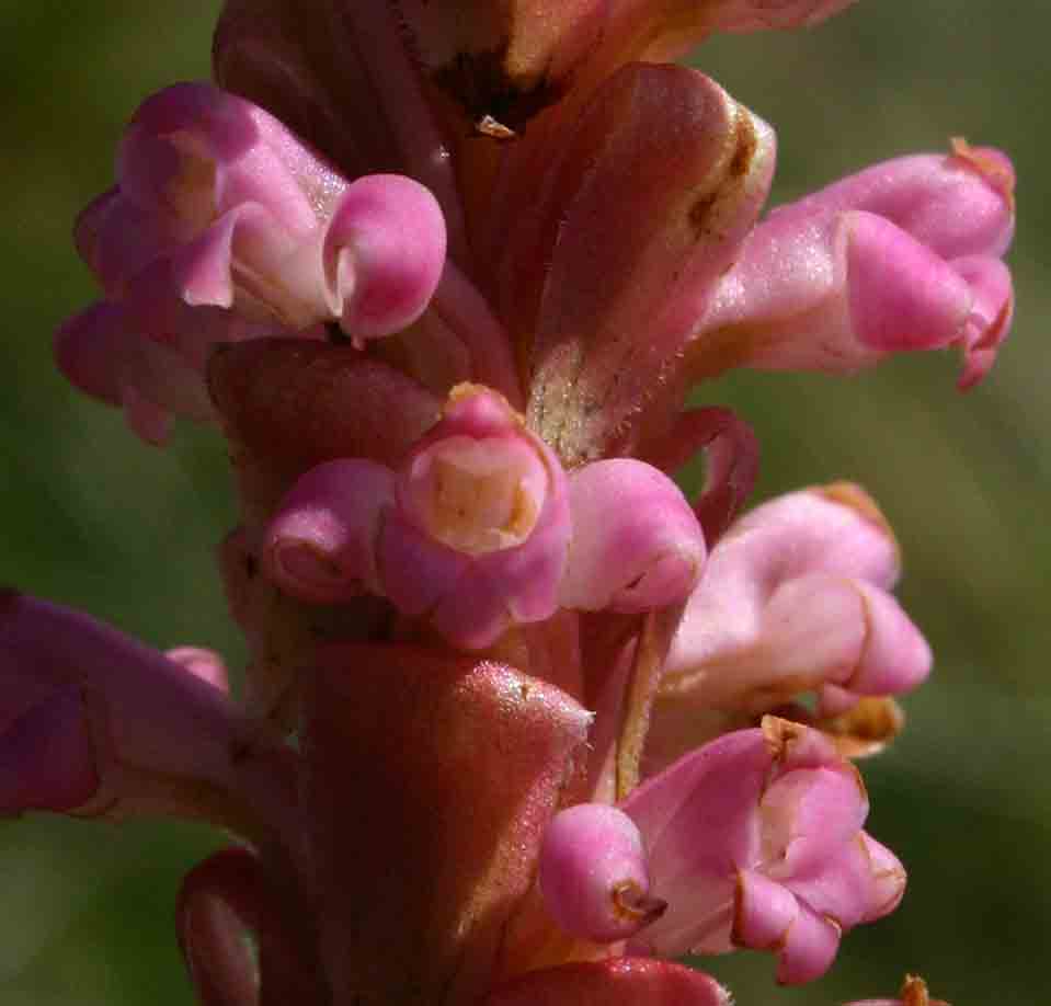 Satyrium neglectum var. neglectum