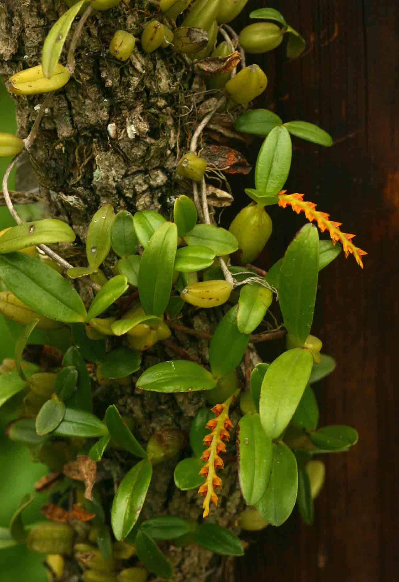 Bulbophyllum fuscum var. melinostachyum