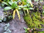 Bulbophyllum fuscum var. melinostachyum