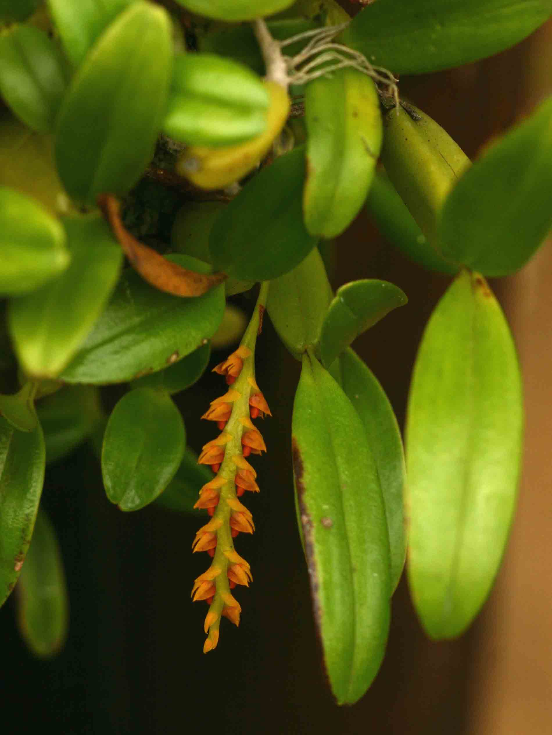 Bulbophyllum fuscum var. melinostachyum