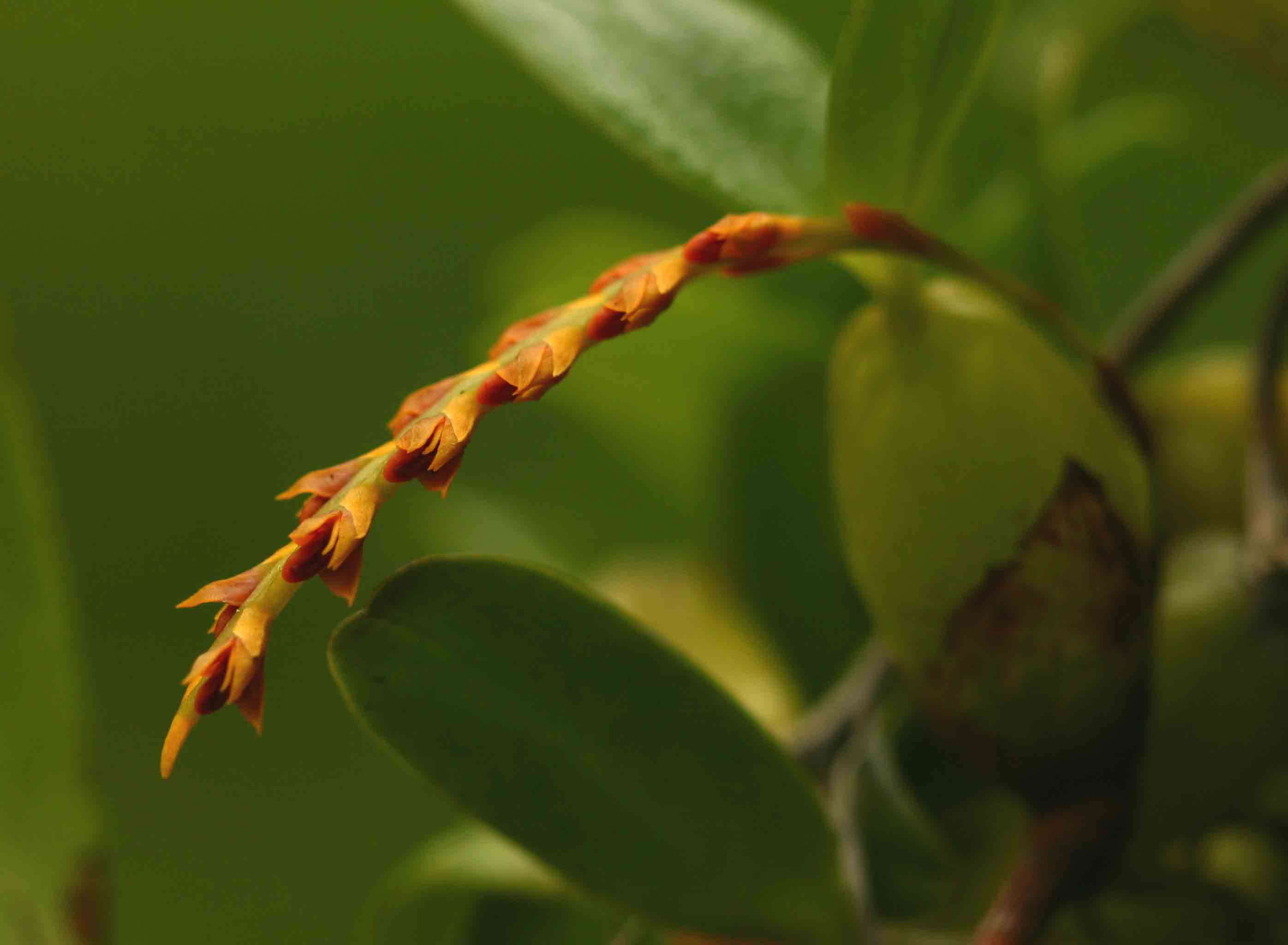 Bulbophyllum fuscum var. melinostachyum