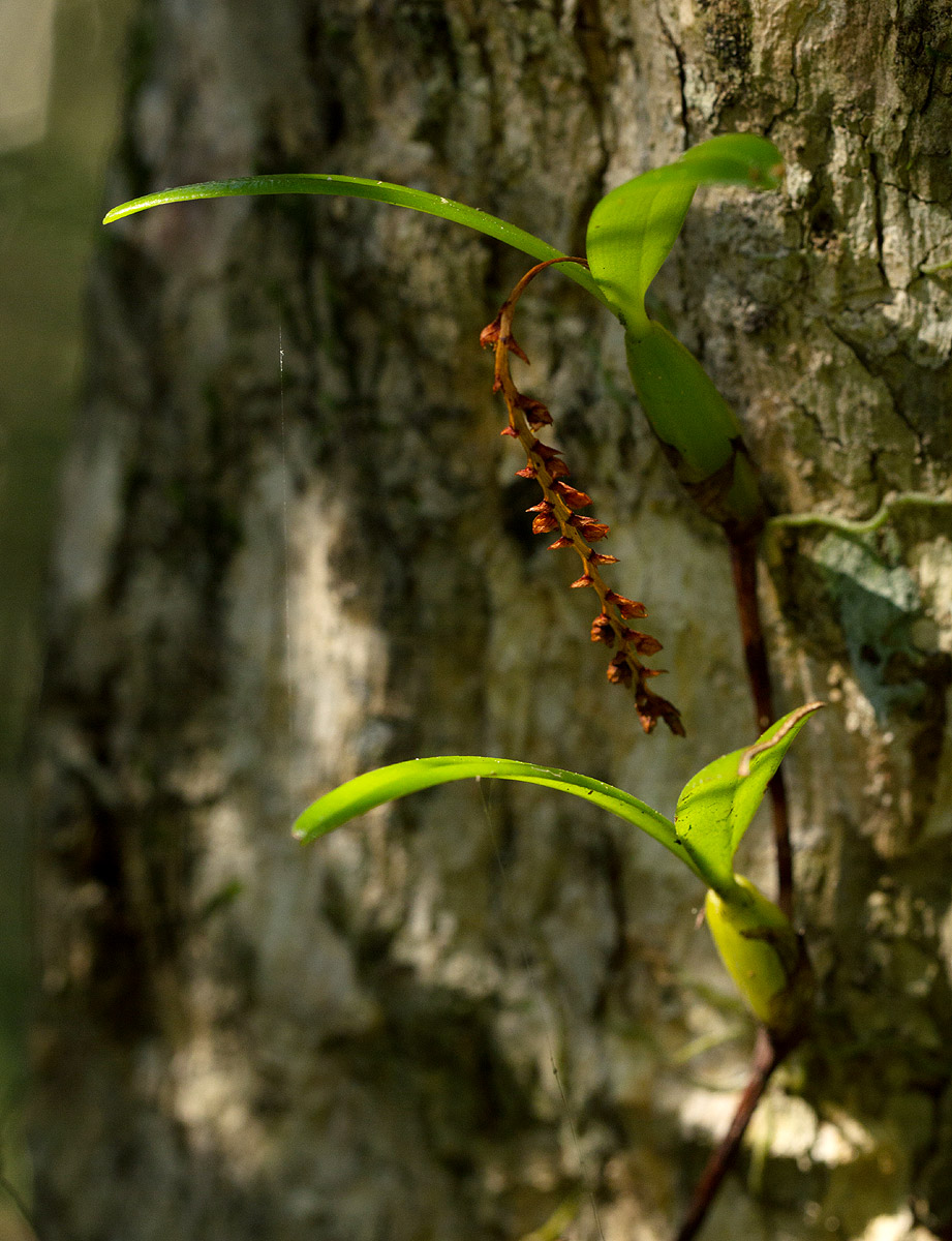 Bulbophyllum fuscum var. melinostachyum