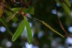 Bulbophyllum fuscum var. melinostachyum