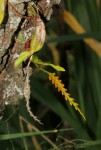 Bulbophyllum fuscum var. melinostachyum