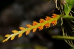 Bulbophyllum fuscum var. melinostachyum