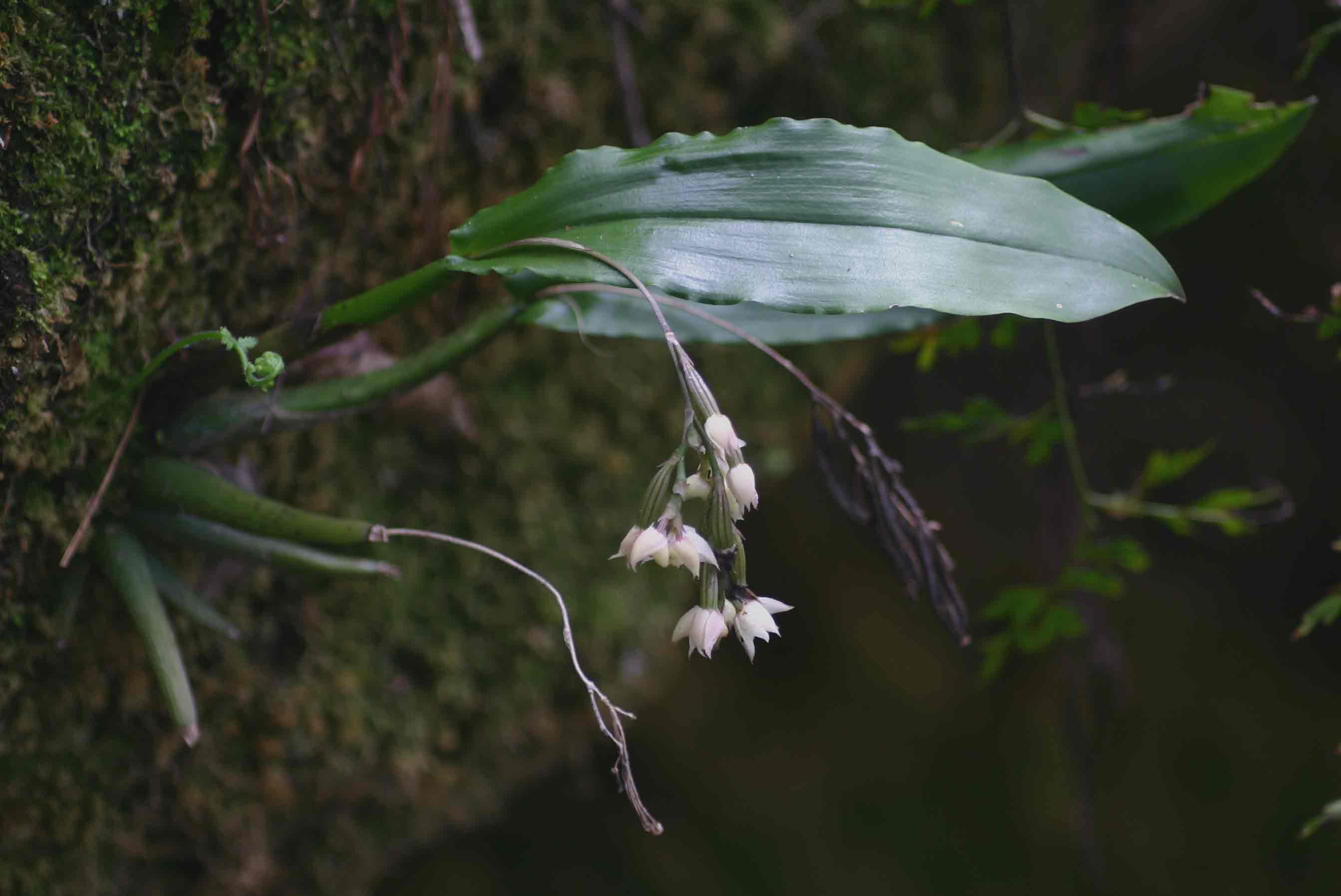 Polystachya cultriformis