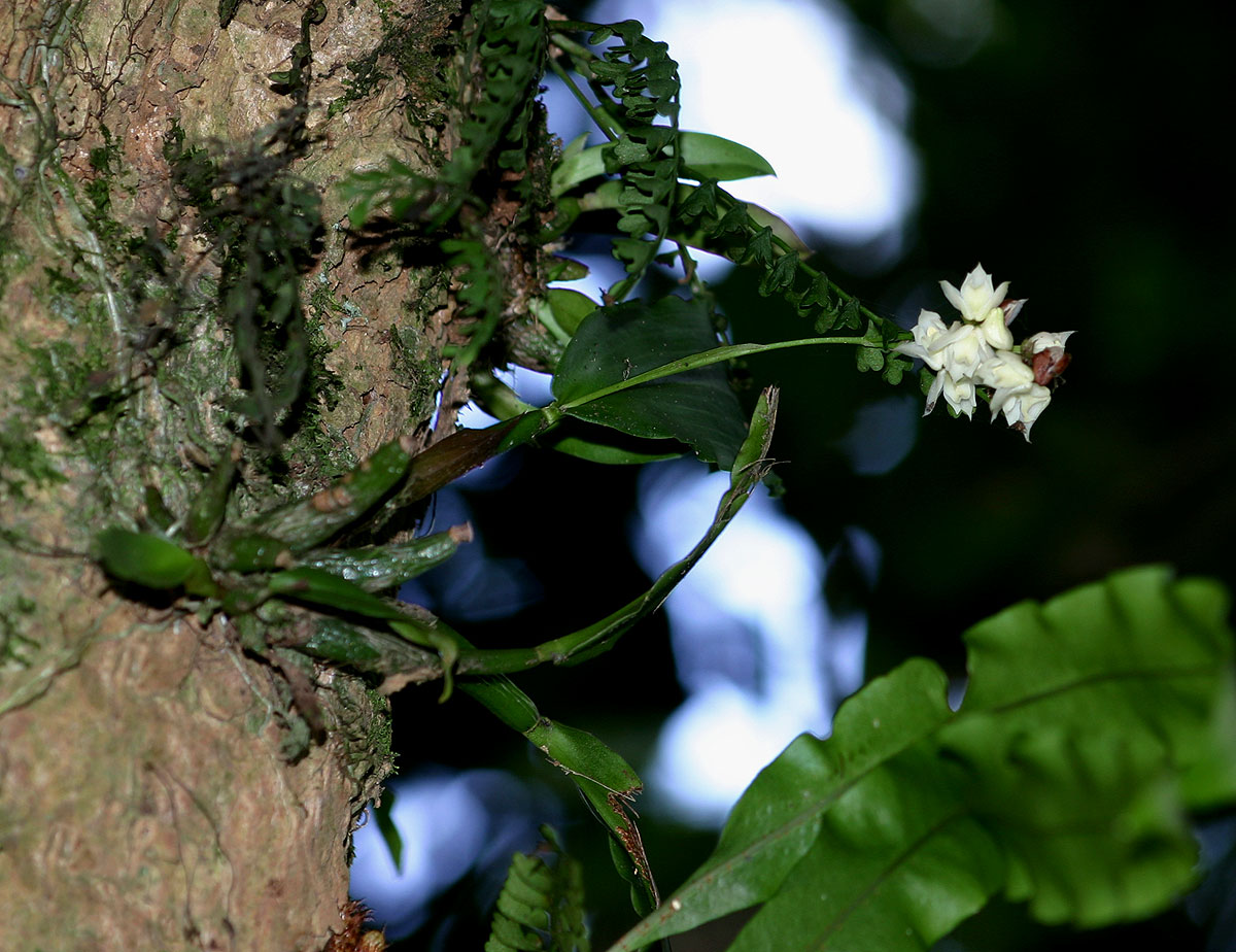 Polystachya cultriformis