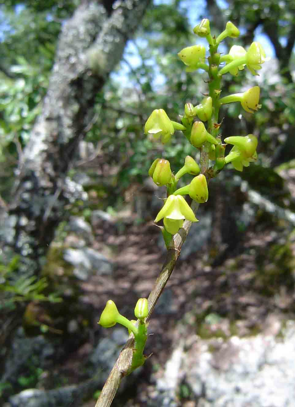 Polystachya concreta