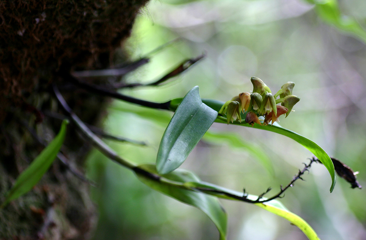 Polystachya transvaalensis