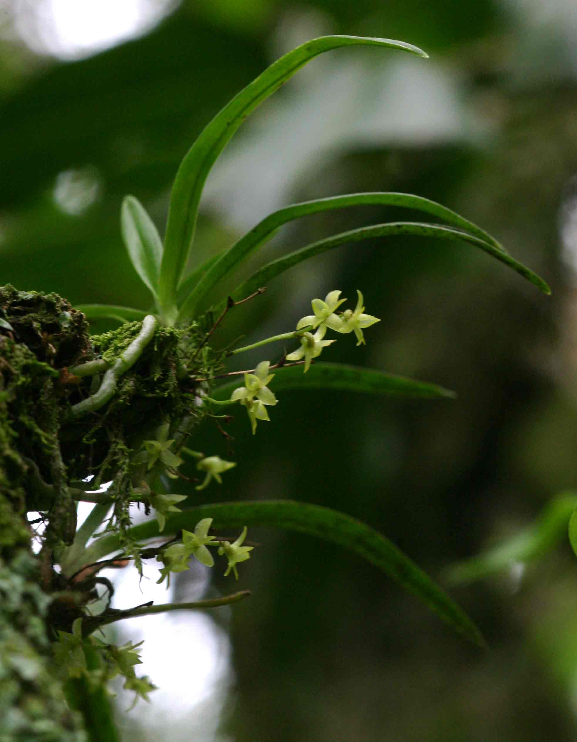 Angraecum sacciferum