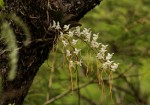 Aerangis verdickii var. verdickii