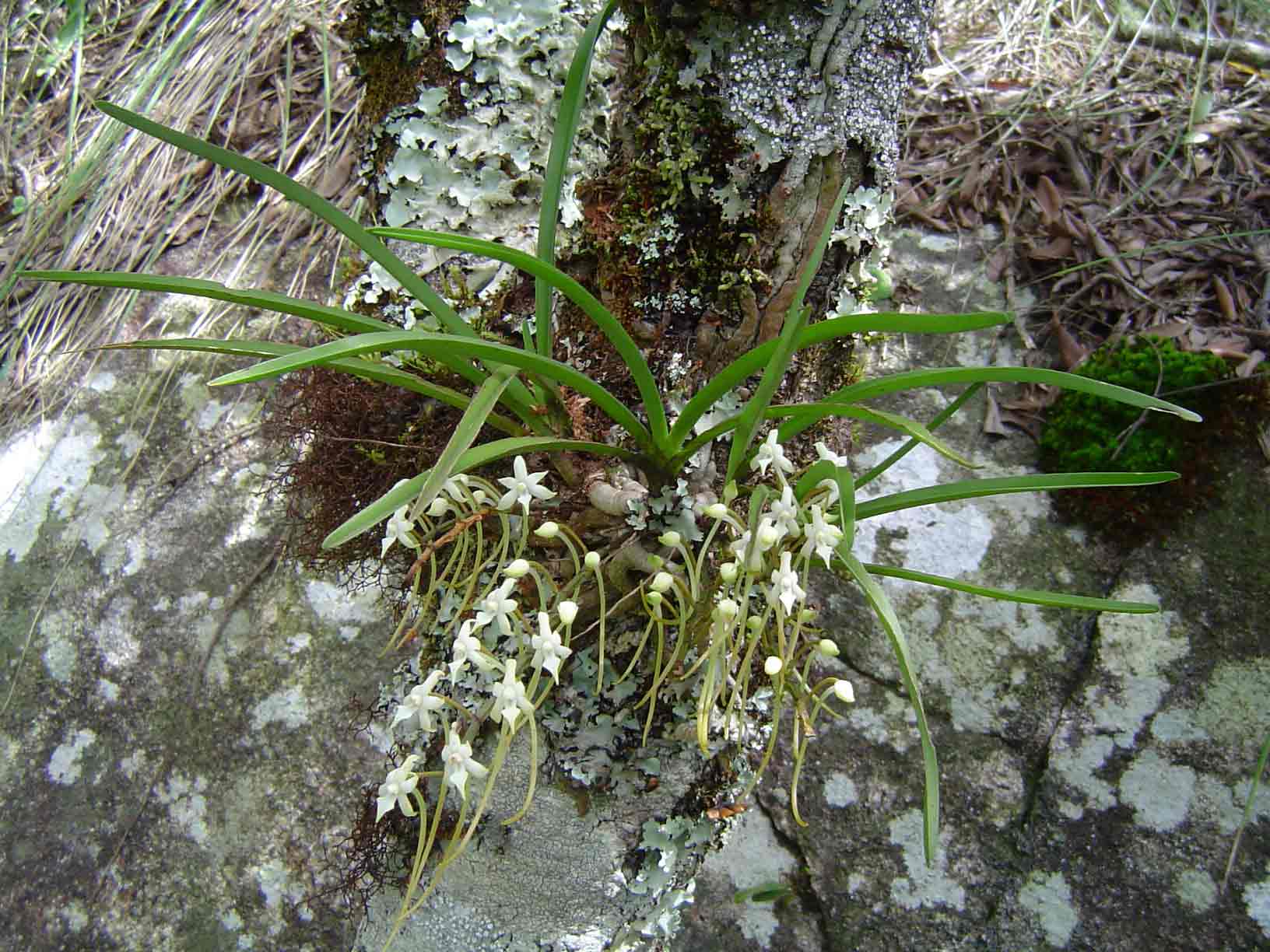 Ypsilopus erectus