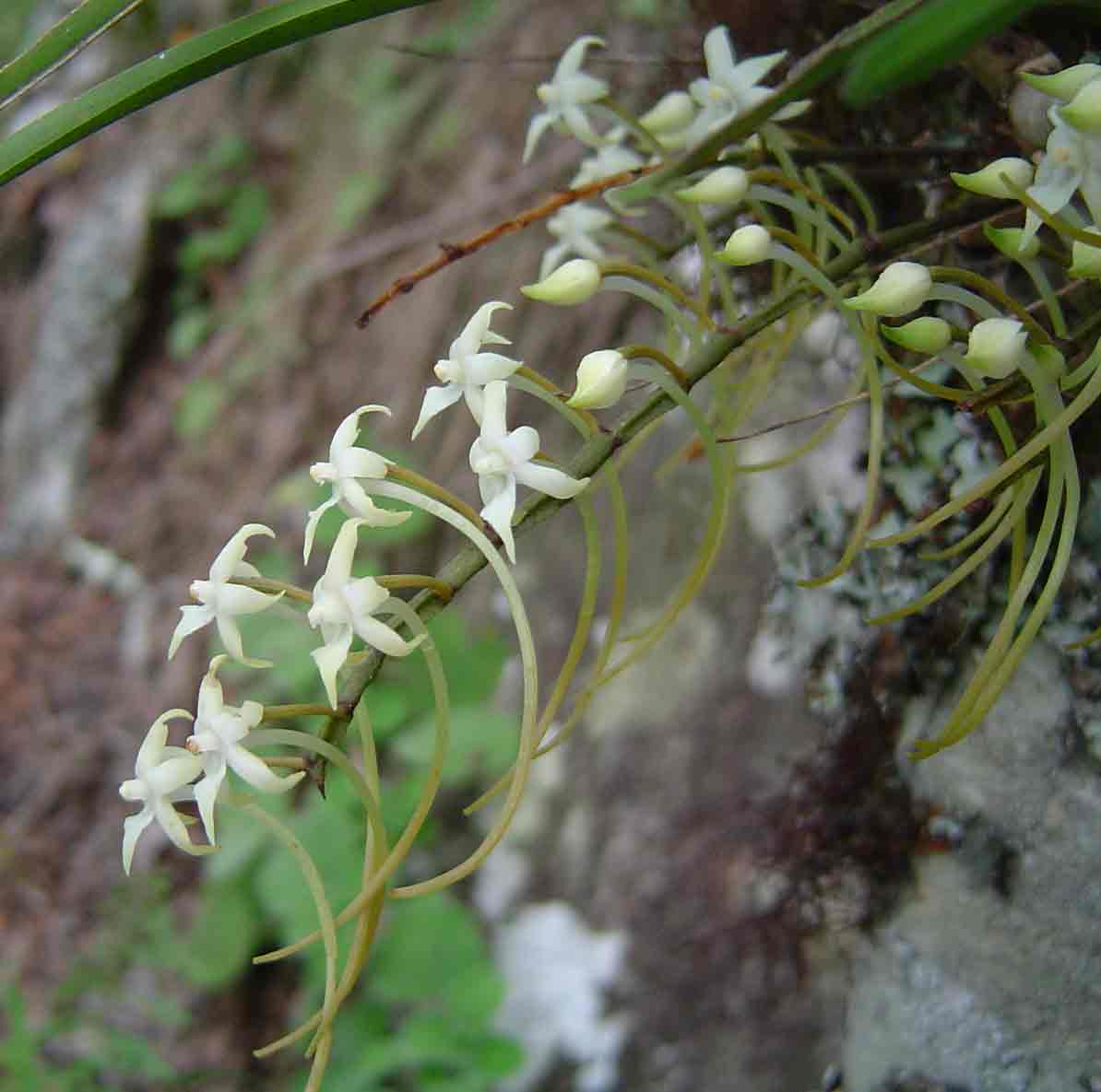 Ypsilopus erectus