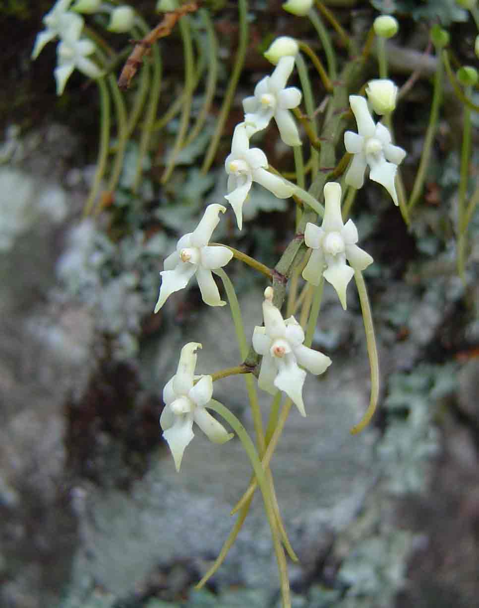 Ypsilopus erectus