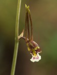 Eulophia longisepala