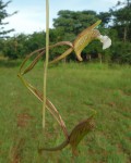 Eulophia longisepala