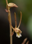 Eulophia longisepala