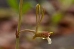 Eulophia longisepala