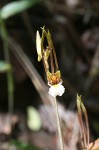 Eulophia longisepala