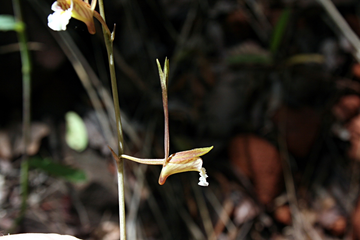 Eulophia longisepala