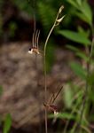 Eulophia longisepala