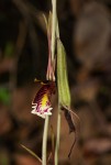 Eulophia longisepala