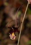 Eulophia longisepala