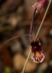 Eulophia longisepala