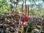 Eulophia longisepala