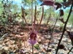 Eulophia longisepala