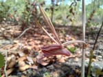 Eulophia longisepala