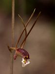 Eulophia longisepala