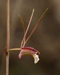 Eulophia longisepala